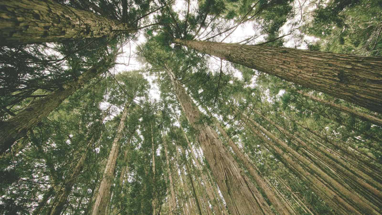Vue vers le haut d'une forêt dense avec des arbres majestueux à troncs longs et feuillage vert